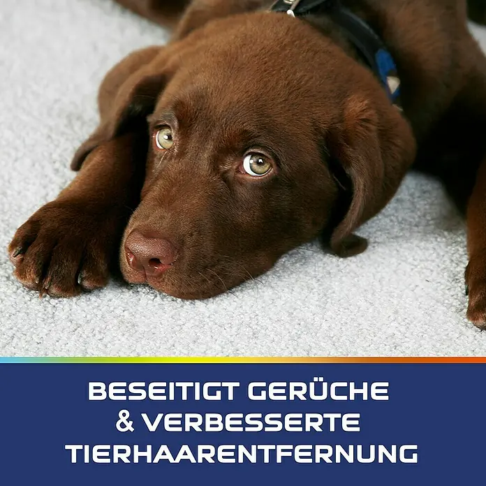 Vanish Teppichreiniger & Polsterpflege Pulver Oxi Action - 750 g - Schokoladen-Labradorwelpe auf Teppich, demonstriert den Bedarf an Geruchs- & Tierhaarentfernung.