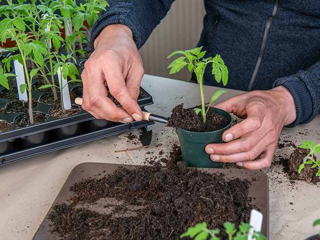 Jungpflanzen umtopfen nach der Aussaat von Tomaten auf der Fensterbank;