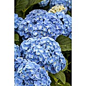 Piardino Bauernhortensie Indoor (Hydrangea marcophylla, Topfgröße: 14 cm, Blau) | BAUHAUS