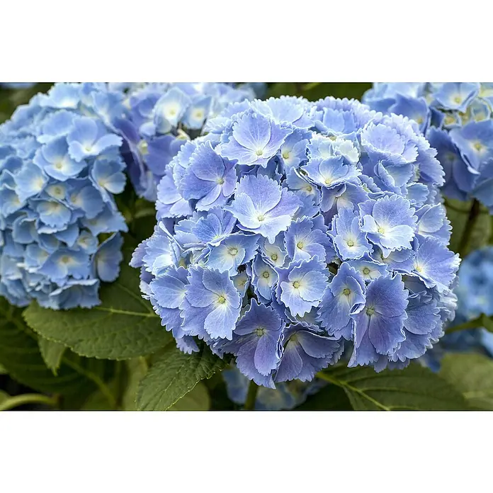 Piardino Bauernhortensie Indoor - Hydrangea macrophylla, Topfgröße: 14 cm, Blau - Nahaufnahme von blauen Hortensienblüten mit grünen Blättern. Die Blüten sind dicht gepackt und zeigen zarte Farbverläufe.