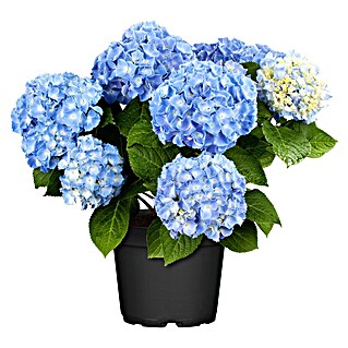 Piardino Bauernhortensie Indoor (Hydrangea macrophylla, Topfgröße: 14 cm, Blau)