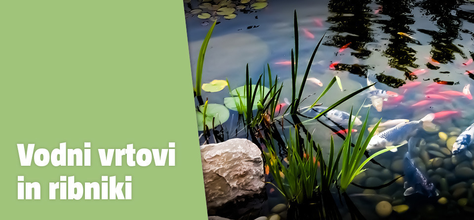 Vodni vrtovi in ribniki