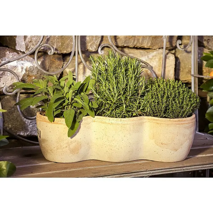 Piardino Kräuterpflanzen-Mix Mediterran - 4 Stk., verschiedene Sorten, Topfgröße: 12 cm - Kräutergarten in einem Terrakottatopf mit Salbei, Rosmarin und Thymian, die auf einem Holzbalken vor einer Steinmauer stehen.