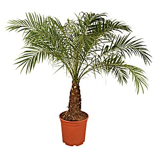 Zwerg-Dattelpalme (Phoenix roebelenii, Topfgröße: 22 cm)