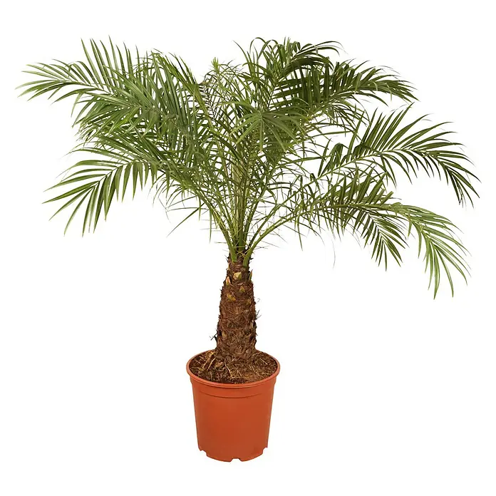Zwerg-DattelpalmePhoenix roebelinii, 15 l, Aktuelle Wuchshöhe: 160 cm - 180 cm - Vorderansicht