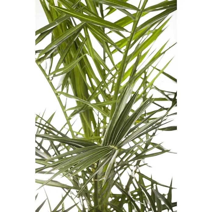 Piardino Zwerg-Dattelpalme - Phoenix roebelinii, Topfgröße: 22 cm - Nahaufnahme einer Zwergpalme mit grünen, gefiederten Blättern vor einem hellen Hintergrund, die die feinen Details der Blattstruktur hervorhebt.