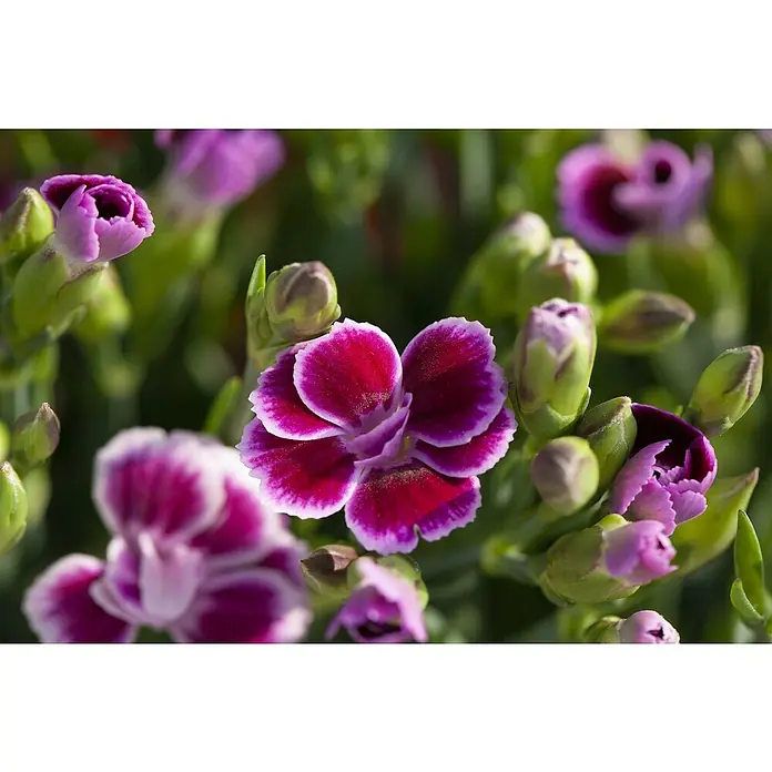 Piardino Gartennelke - Dianthus caryophyllus, Topfgröße: 19 cm, Sortenabhängig - Nahaufnahme von rosa und magentafarbenen Bartnelkenblüten mit weißen Rändern inmitten grüner Knospen, die ihre zarte Schönheit hervorheben.