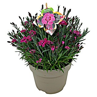 Piardino Gartennelke (Dianthus caryophyllus, Topfgröße: 19 cm, Sortenabhängig)