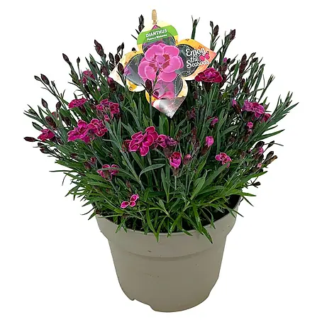 Piardino  Gartennelke
