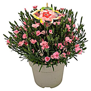 Piardino Gartennelke (Dianthus caryophyllus, Topfgröße: 19 cm, Sortenabhängig)