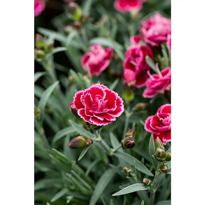 Piardino GartennelkeDianthus caryophyllus, Topfgröße: 19 cm, Sortenabhängig - Nahaufnahme einer leuchtend roten Nelkenblüte mit zarten, weiß umrandeten Blütenblättern, umgeben von grün-grauem Laub und Knospen.