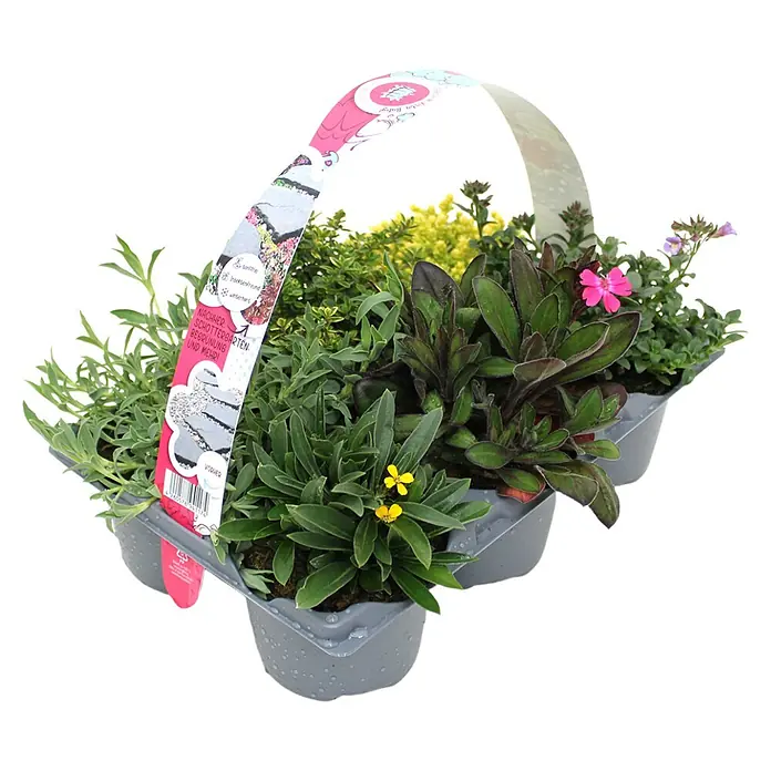 Piardino Stauden-Mix 'Pflasta La Vista' - verschiedene Arten & Sorten, 6 Stk. - Verschiedene kleine Pflanzen in einem grauen Plastiktopf mit pink-weißem Tragegriff.