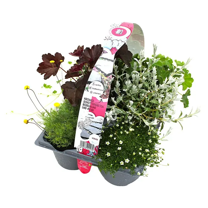 Piardino Stauden-Mix 'Pflasta La Vista' - verschiedene Arten & Sorten, 6 Stk. - Graues Pflanzentablett mit verschiedenen kleinen Pflanzen und Werbeetikett, ideal für Steingärten.