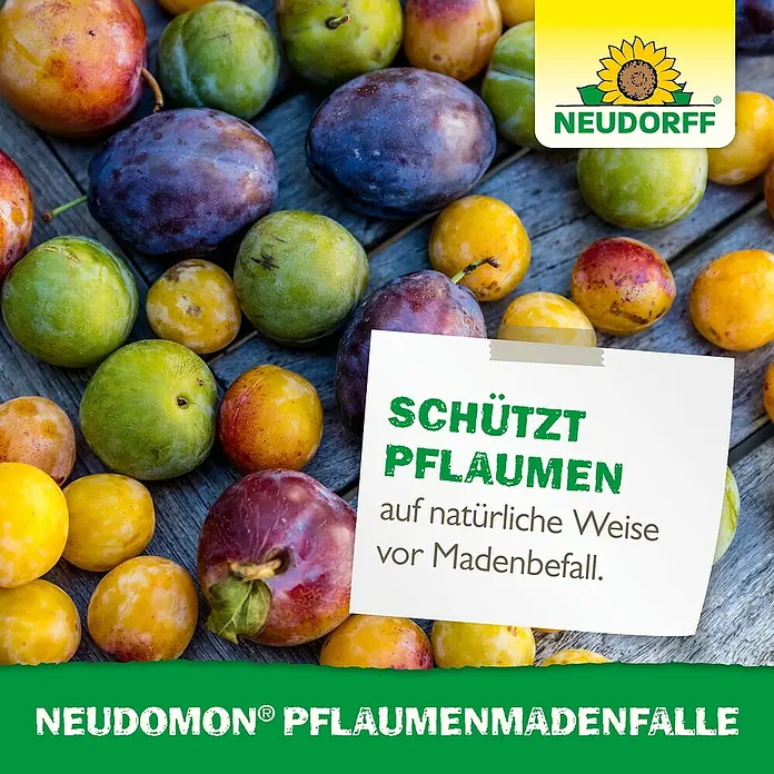 Neudorff Neudomon Pflaumenmaden-Falle - Wirkungsdauer: 6 Wochen, 1 Stk. - Das Bild zeigt reife Pflaumen zusammen mit Neudorff Neudomon Pflaumenmadenfalle, die Pflaumen auf natürliche Weise vor Madenbefall schützt.