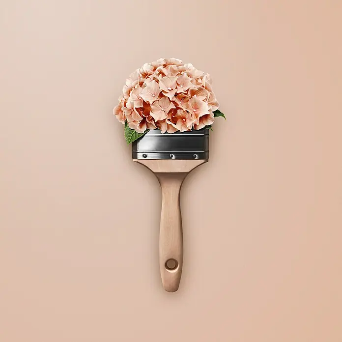 SCHÖNER WOHNEN-Farbe Wandfarbe Trendfarbe - Hortensie, Matt, 1 l, Konservierungsmittelfrei - Ein Pinsel mit einem Holzgriff und einem Metallkopf, gefüllt mit rosa Hortensienblüten, vor einem einfarbigen, pfirsichfarbenen Hintergrund.