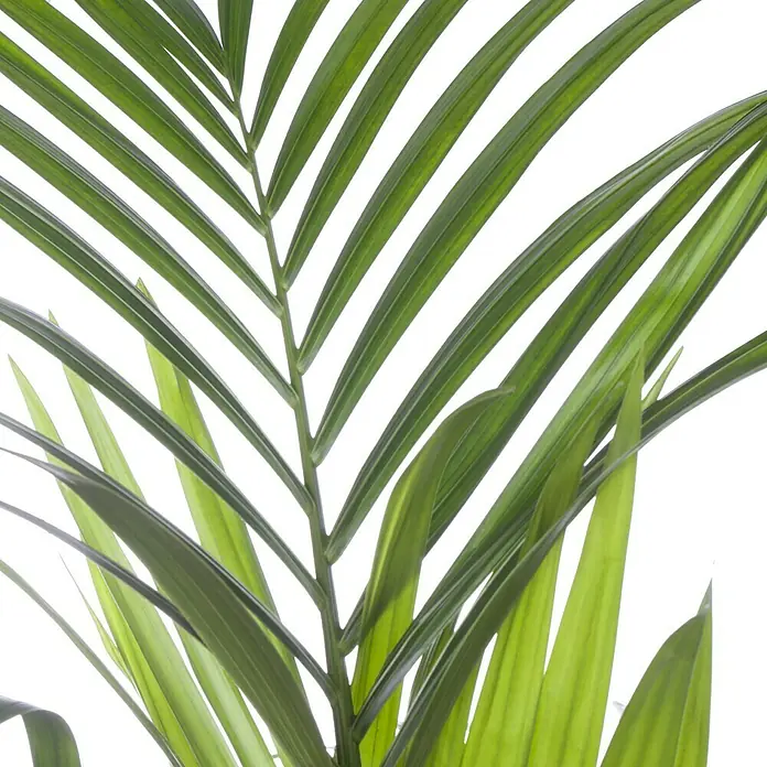Piardino Kentiapalme - Howea forsteriana, Topfgröße: 21 cm, 1 Pflanze - Nahaufnahme von grünen Palmwedeln, die filigrane Strukturen und tropische Frische zeigen. Ideal für luftreinigende Effekte in Innenräumen.