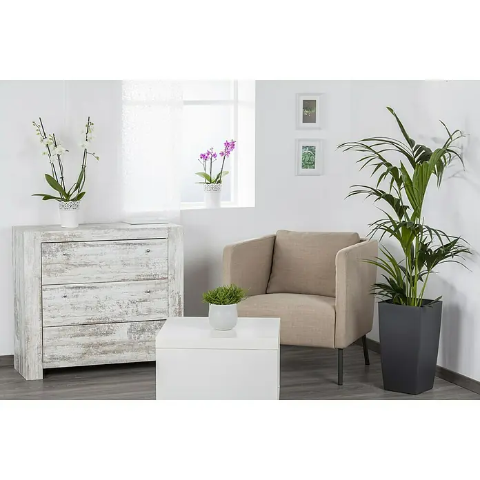 Piardino Kentiapalme - Howea forsteriana, Topfgröße: 21 cm, 1 Pflanze - Elegante Wohnzimmereinrichtung mit einer Kommode im Vintage-Stil, einem bequemen Sessel und einem stilvollen weißen Couchtisch.