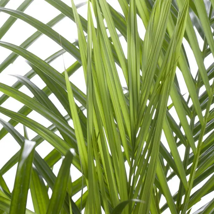 Piardino Goldfruchtpalme - Dypsis lutescens, Topfgröße: 21 cm, Blattfarbe: Grün - Nahaufnahme von üppigen, grünen Palmwedeln, die eine tropische Atmosphäre vermitteln und die Schönheit der Natur hervorheben.