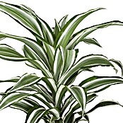 Piardino Drachenbaum (Dracaena fragrans White Juwel, Topfgröße: 17 cm, Blattfarbe: Grün/Weiß)