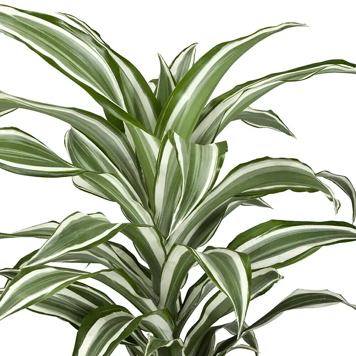 Piardino DrachenbaumDracaena fragrans White Juwel, Topfgröße: 17 cm, Grün/Weiß - Nahaufnahme einer Dracaena fragrans 'Lemon Lime' Zimmerpflanze, die mit ihren grün-weiß gestreiften Blättern ein Blickfang ist.