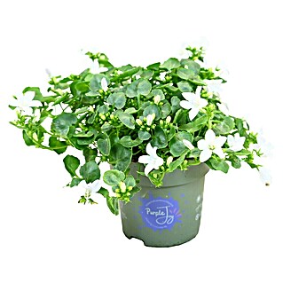 Piardino Polsterglockenblume (Campanula portenschlagiana Ambella weiß, Topfgröße: 11 cm, Weiß)