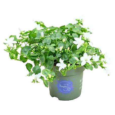 Piardino  Polsterglockenblume