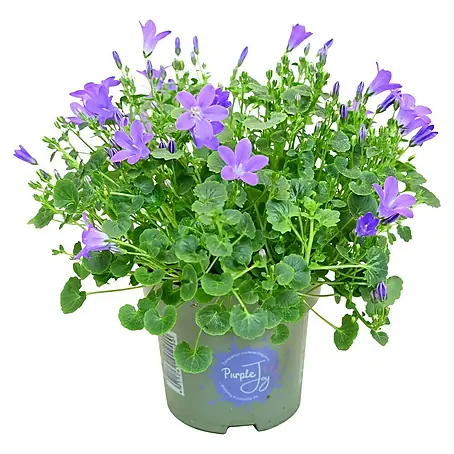Piardino  Polsterglockenblume