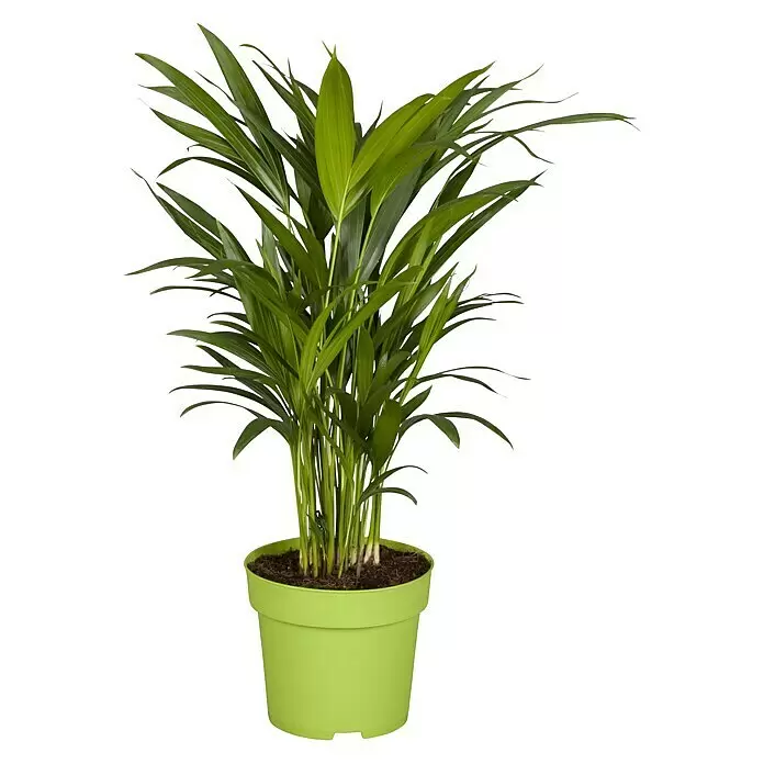 Piardino GoldfruchtpalmeDypsis lutescens, Topfgröße: 17 cm, Grün Front View