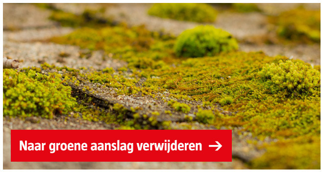 groene-aanslag-op-tegels