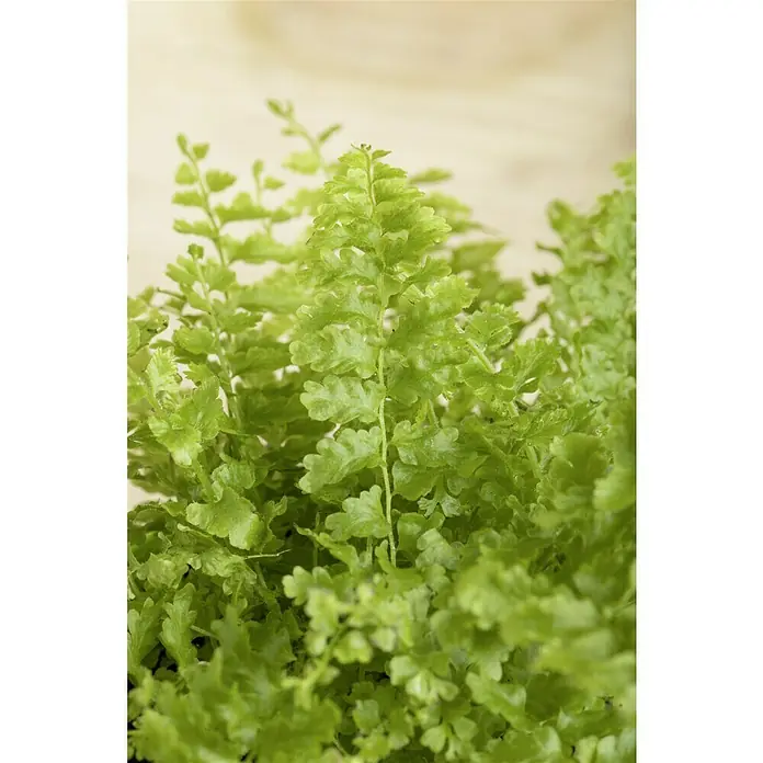 Piardino Schwertfarn - Nephrolepis exaltata Green Lady, Topfgröße: 12 cm, Blattfarbe: Mittelgrün - Nahaufnahme eines üppigen Farns mit hellgrünen Blättern vor einem unscharfen Hintergrund.