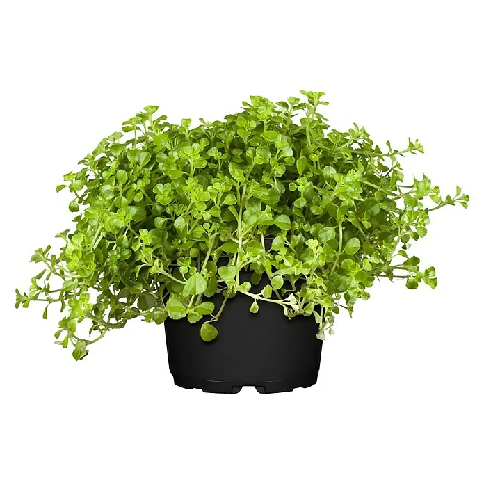 Piardino Pilea - Pilea depressa, Tamaño de maceta: 12 cm, Color de la hoja: Verde - Exuberante planta verde en una maceta negra. Ideal para decoración de interiores, aportando un toque fresco y belleza natural.