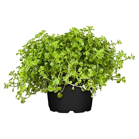 Piardino  Pilea
