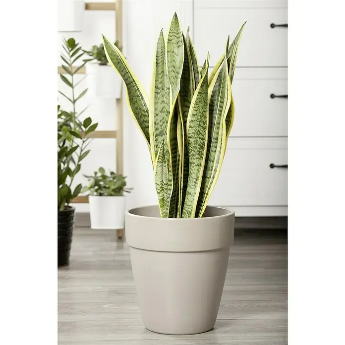 strelitzia pflanze Strelitzia Augusta de luxe XXL | 250cm main image 0
