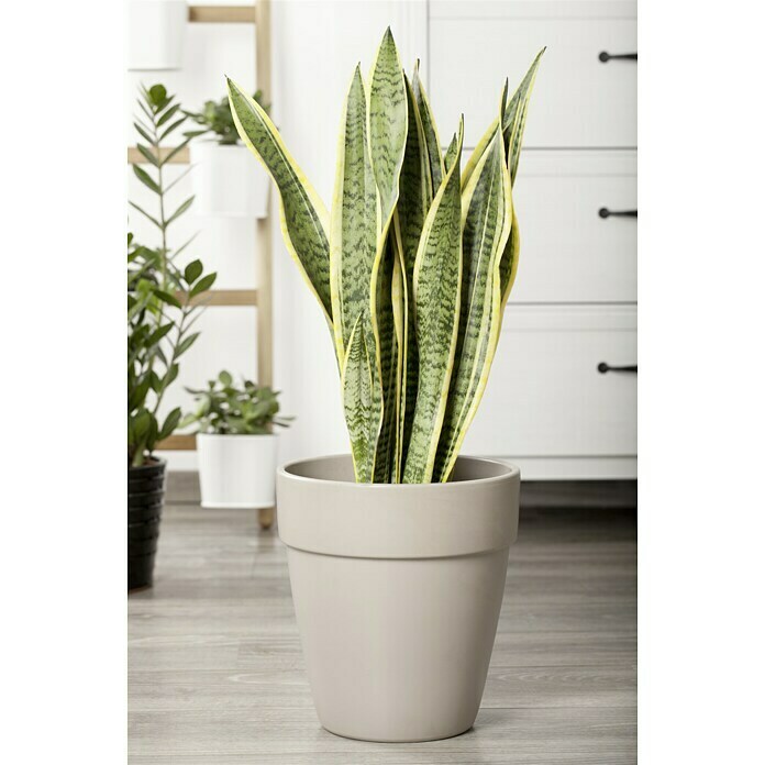 Piardino BogenhanfSansevieria trifasciata, Topfgröße: 17 cm, Blattfarbe: Gelb/Grün Mood Shot