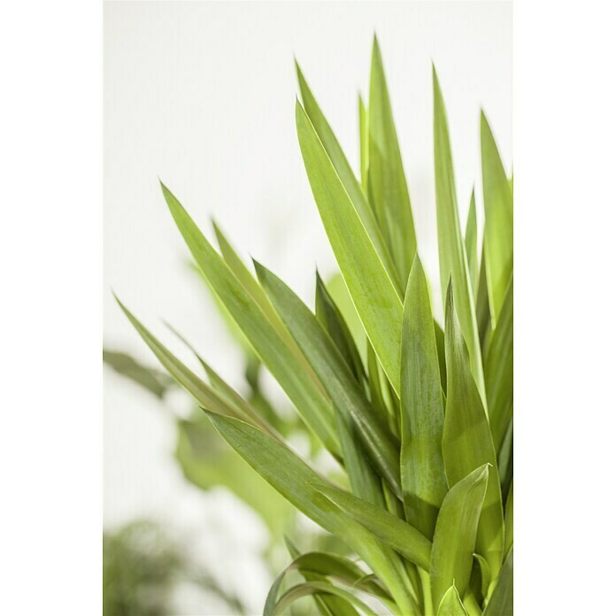 Piardino Palmlilie (Yucca elephantipes, Topfgröße: 17 cm)