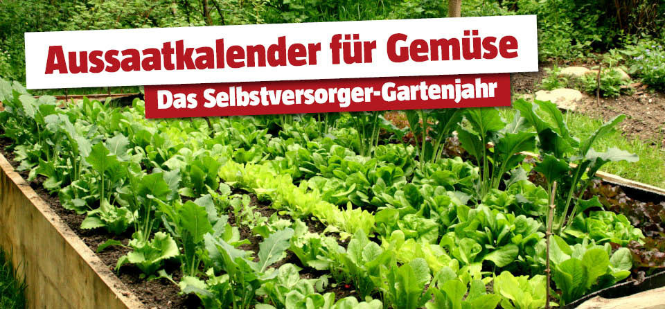 Gemüseaussaat