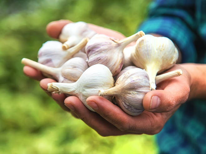 Mehrere getrocknete Knoblauchzehen werden in der Hand gehalten