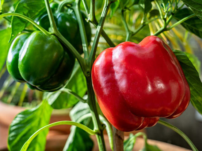 Grüne und rote Paprika hängen an der Gemüsepflanze