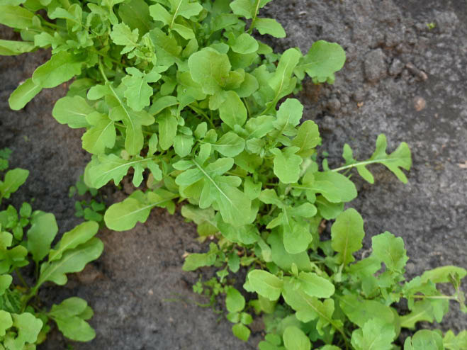 Rucola wächst aus dem Boden im Garten