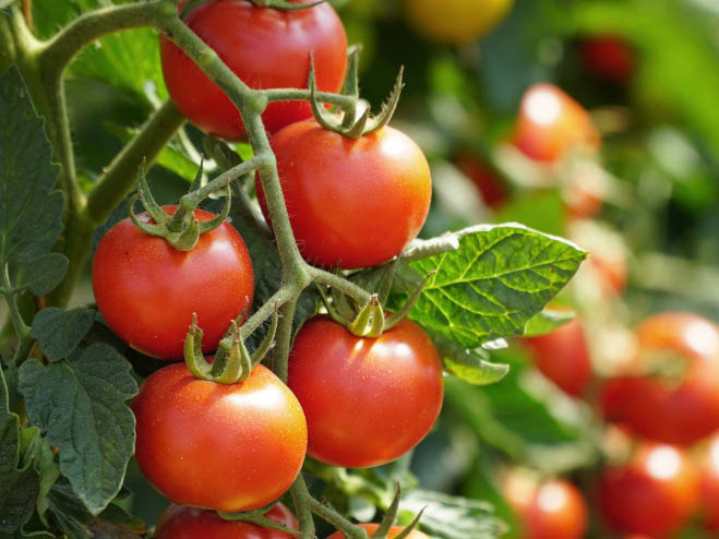 Rispe auf der Pflanze mit roten Tomaten