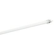 Eglo Tubo LED T8 (Largo: 59 cm, Blanco neutro, 10 W, 1.100 lm, G13) | BAUHAUS