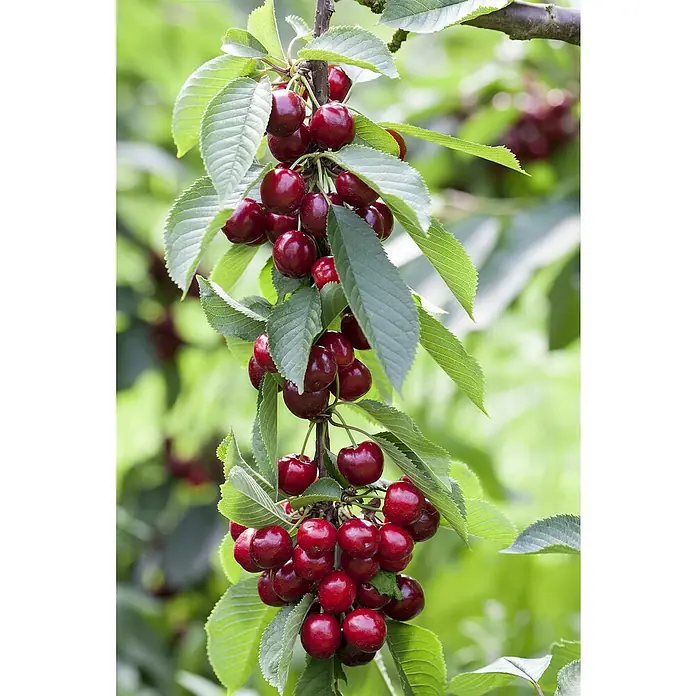 Piardino Bio Süßkirschbaum - Prunus avium, Topfvolumen: 7 l, Erntezeit: Juni - Saftige, rote Kirschen hängen schwer an einem Ast, umgeben von grünen Blättern, die die Reife und Frische der Früchte betonen.