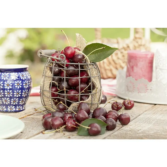 Piardino Bio Säulen-SüßkirschenbaumPrunus avium 'Kordia'®, Erntezeit: Juli - Süße Kirschen in einem Drahtkorb mit Jutesack-Futter, auf einem Holztisch arrangiert mit Kerze und Dekorationen.