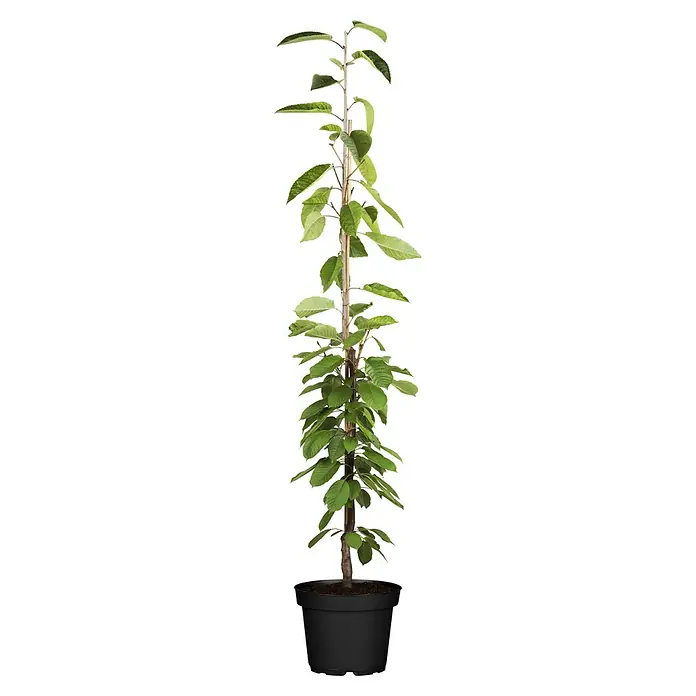 Piardino Bio Säulen-Süßkirschenbaum - Prunus avium 'Kordia'®, Erntezeit: Juli - Kleine Grünpflanze in schwarzem Topf, gestützt von einem Stamm und dünnen Stäben, mit üppig grünen Blättern.