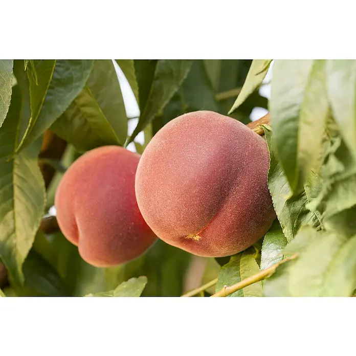 Piardino Bio Pfirsich - Prunus persica - Zwei reife Pfirsiche hängen an einem Ast, umgeben von grünen Blättern. Die Haut der Früchte ist weich und rötlich.