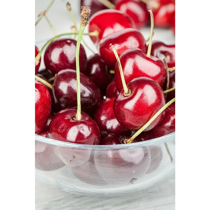 Sauerkirschbaum Bio Zwergform - Prunus avium, Topfvolumen: 5 l - Eine Nahaufnahme einer Glasschale voller saftiger, roter Kirschen mit grünen Stielen. Die Kirschen glänzen und laden zum Reinbeißen ein.