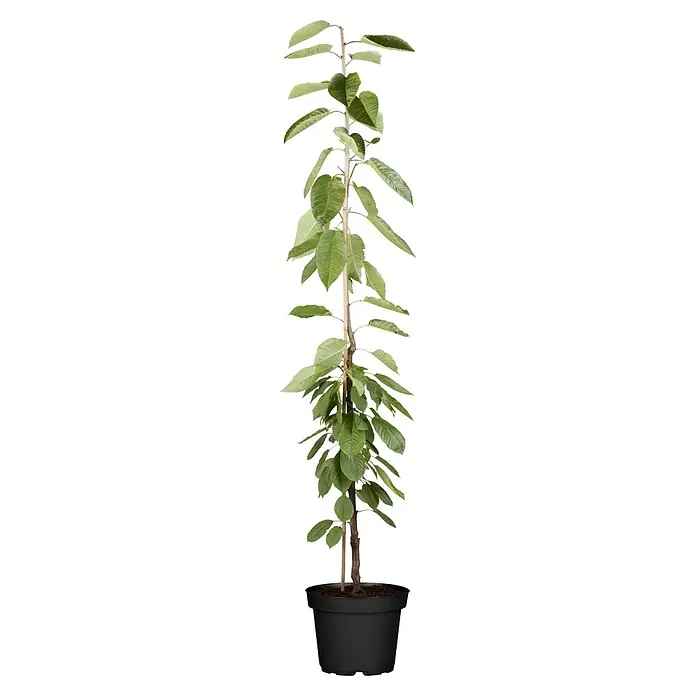 Piardino Bio Süßkirschbaum - Prunus avium, Topfvolumen: 7 l, Erntezeit: Juni - Hohe Topfpflanze mit grünen Blättern, dunklen und hellen Stielen, in schwarzem Topf.
