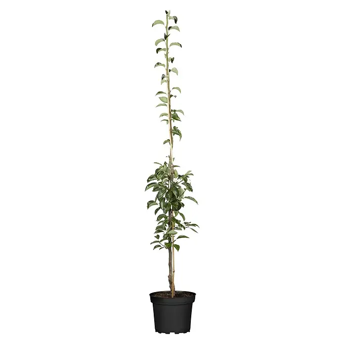 Piardino Bio Birnenbaum - Pyrus communis, Topfvolumen: 7 l - Hohe Topfpflanze mit grünen Blättern und Stützstab im schwarzen Topf.