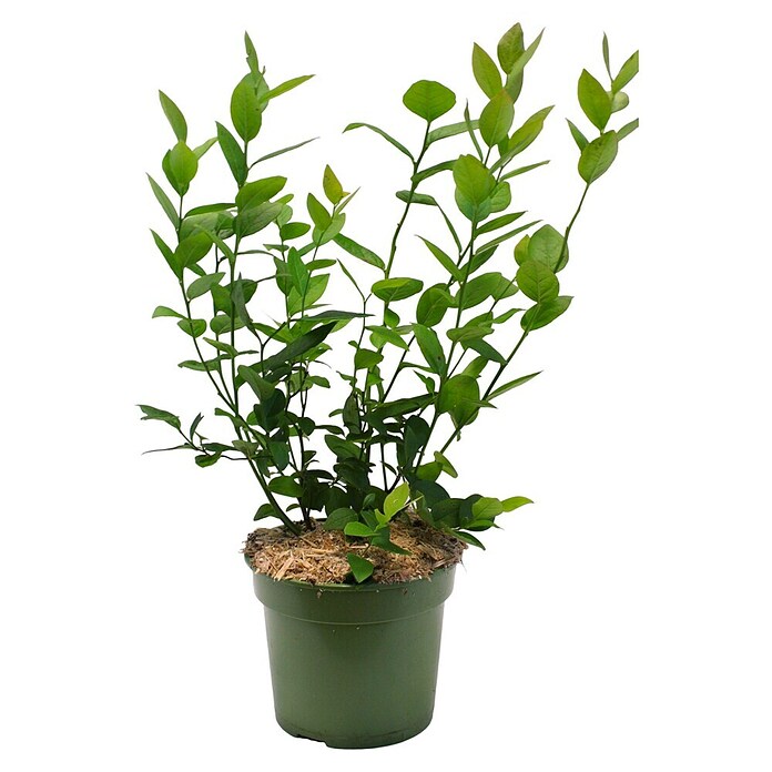 Vaccinium corymbosum3 Lubera