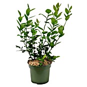 Vaccinium corymbosum3 Lubera